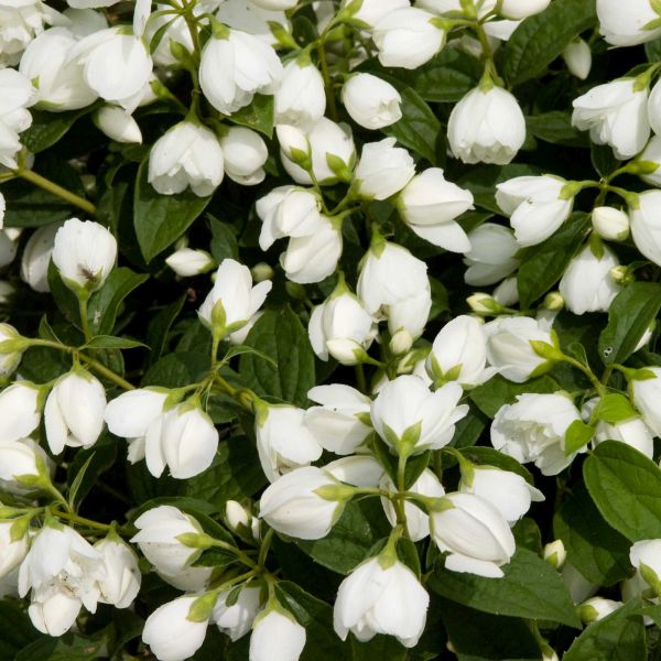 Snowbelle Mock Orange - Image 4