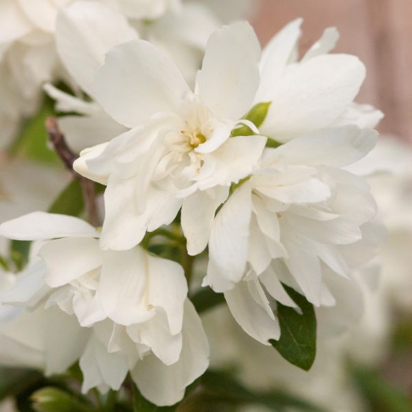 Snowbelle Mock Orange - Image 5
