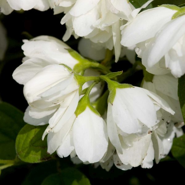 Snowbelle Mock Orange - Image 3