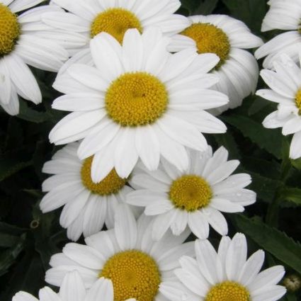 Snowcap Daisy - Image 3