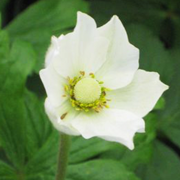 Snowdrop Anemone - Image 2
