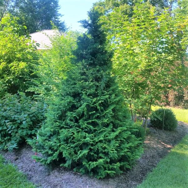 Soft Serve® False Cypress