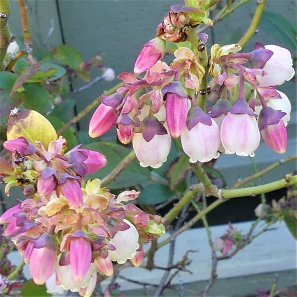 Southmoon Blueberry - Image 3