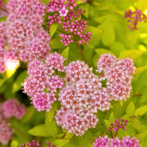 Superstar™ Spirea - Image 5