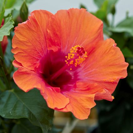 Hollywood™ Hibiscus Starlette™ - Image 3