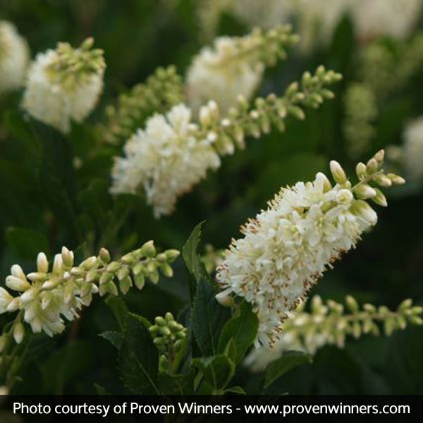 Sugartina® Summersweet - Image 3