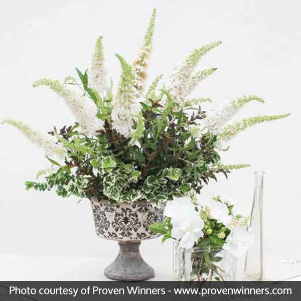 Sugartina® Summersweet - Image 5