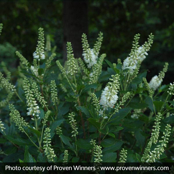 Sugartina® Summersweet - Image 4