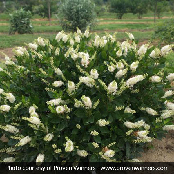 Sugartina® Summersweet