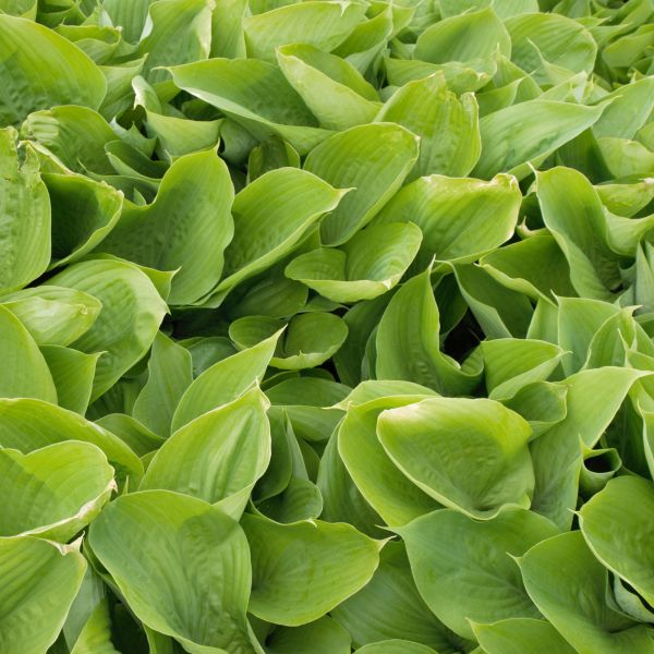 Sum and Substance Hosta - Image 4