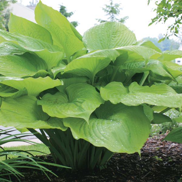 Sum and Substance Hosta - Image 3