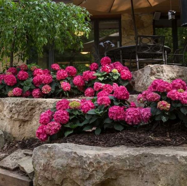 Endless Summer® Summer Crush® Hydrangea - Image 3