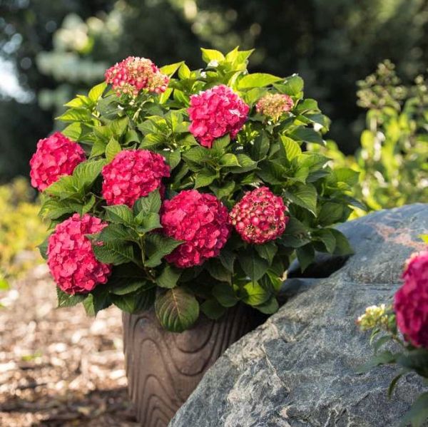 Endless Summer® Summer Crush® Hydrangea - Image 4