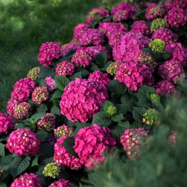 Endless Summer® Summer Crush® Hydrangea - Image 5