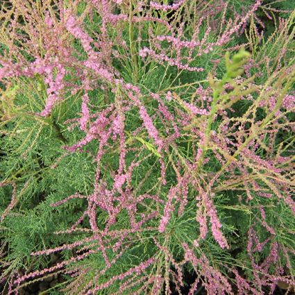 Summer Glow Tamarisk - Image 2
