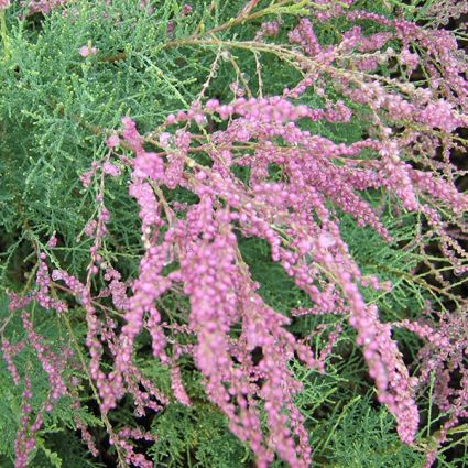 Summer Glow Tamarisk - Image 3