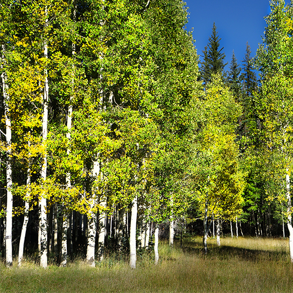 Summer Shimmer® Aspen