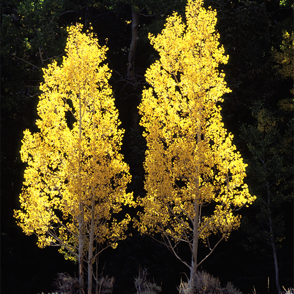 Summer Shimmer® Aspen - Image 3