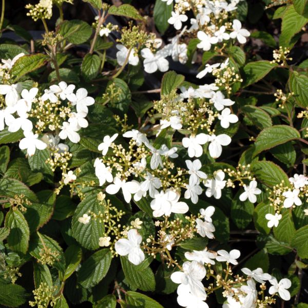 Summer Snowflake Viburnum - Image 3