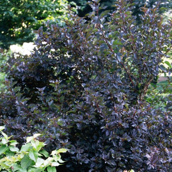 Summer Wine® Ninebark - Image 5