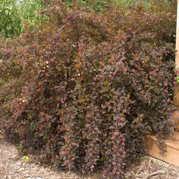 Summer Wine® Ninebark - Image 3