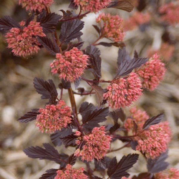 Summer Wine® Ninebark - Image 4