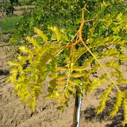 Sunburst® Honeylocust - Image 5