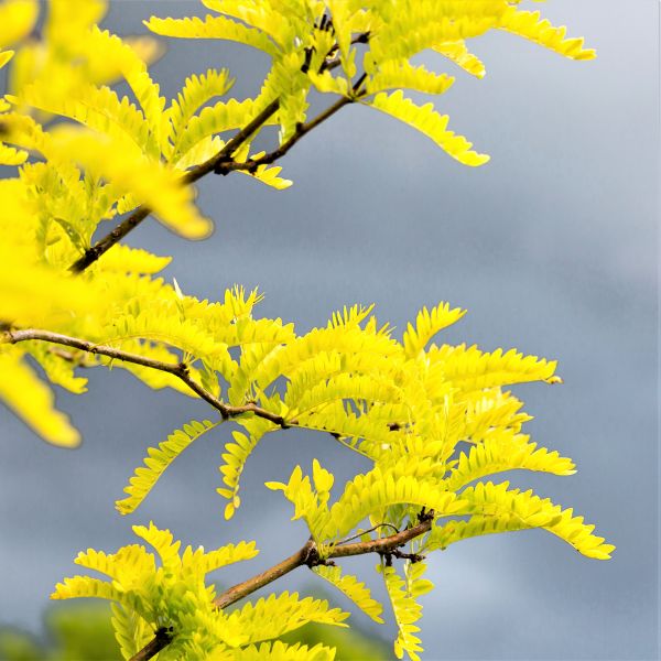 Sunburst® Honeylocust - Image 3