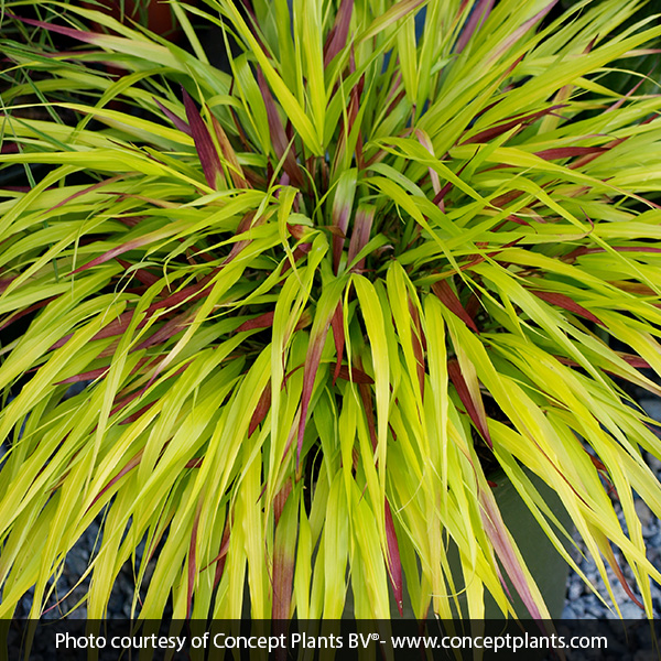 Sunflare™ Japanese Forest Grass