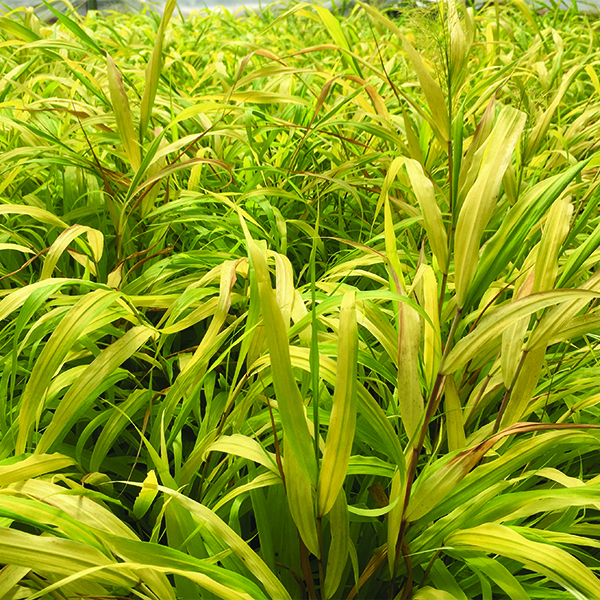 Sunflare™ Japanese Forest Grass - Image 3