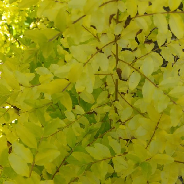 Sunshine Ligustrum - Image 3