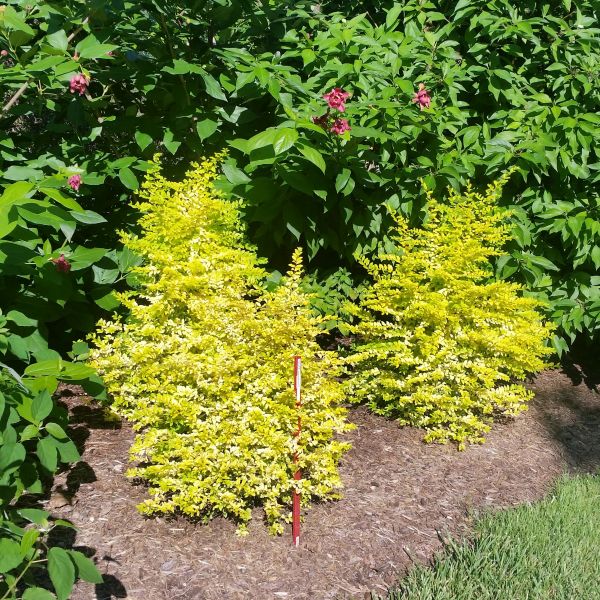 Sunshine Ligustrum