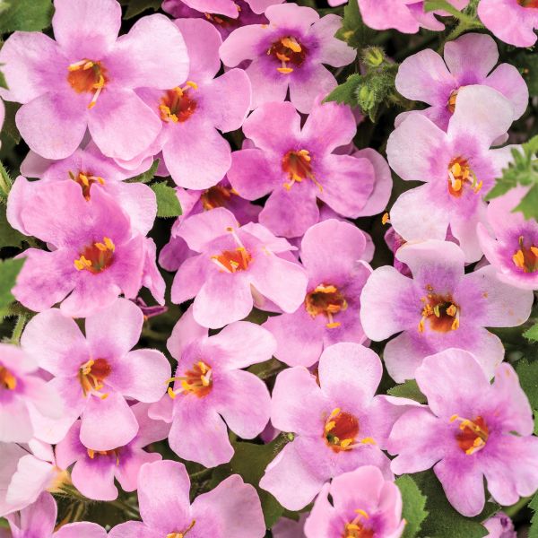 Snowstorm® Pink Bacopa - Image 5
