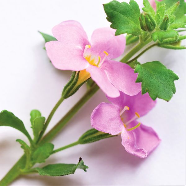 Snowstorm® Pink Bacopa - Image 3
