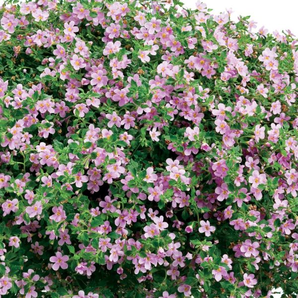 Snowstorm® Pink Bacopa - Image 4