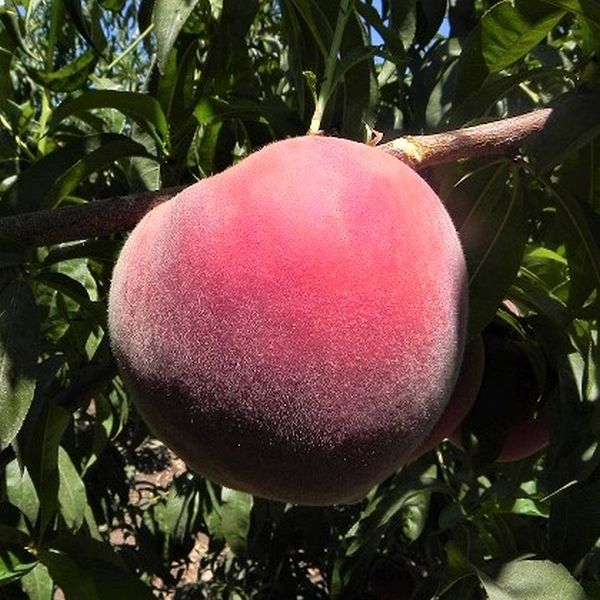 Sweet Sensation Columnar Peach Tree - Image 3