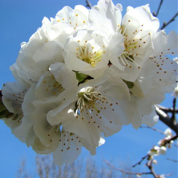 Sweetheart Cherry Tree - Image 5