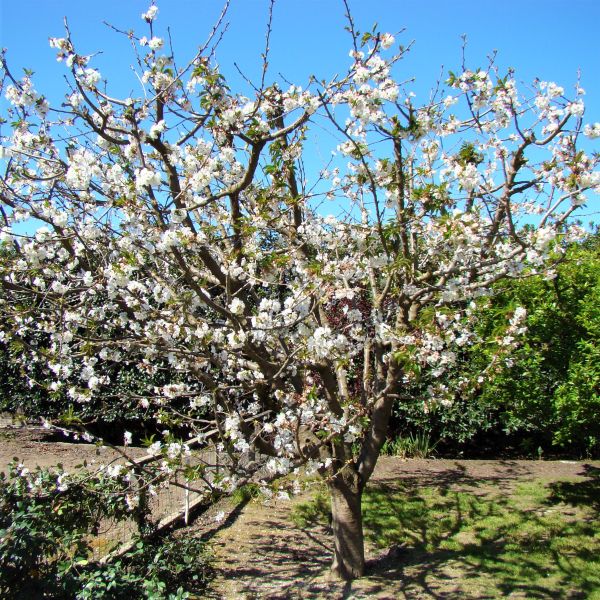 Sweetheart Cherry Tree - Image 3