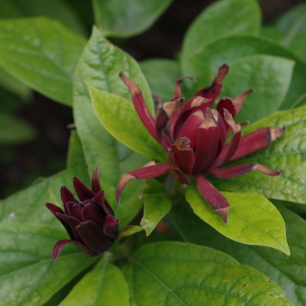 Sweetshrub - Image 3