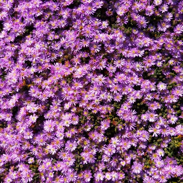 Table Mountain Ice Plant - Image 4