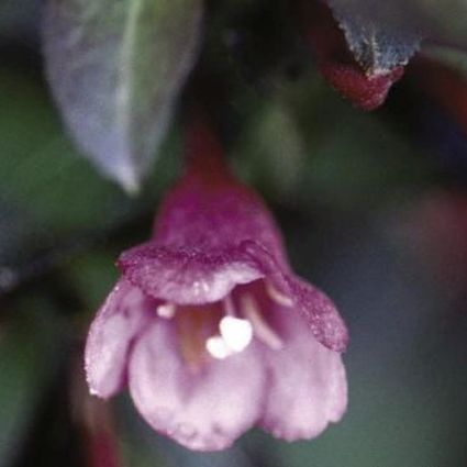 Tango Weigela - Image 3