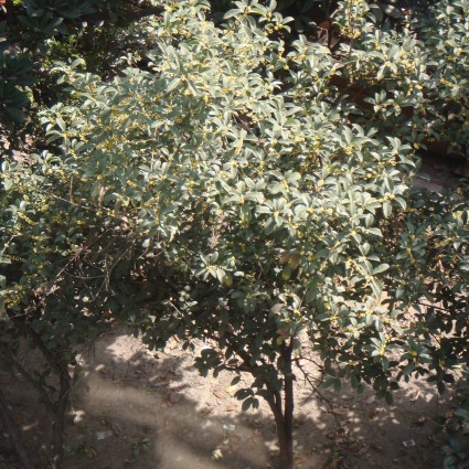 Fragrant Tea Olive - Image 5