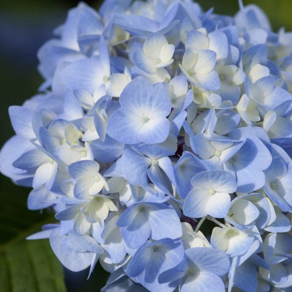 The Original Endless Summer Hydrangea - Image 4