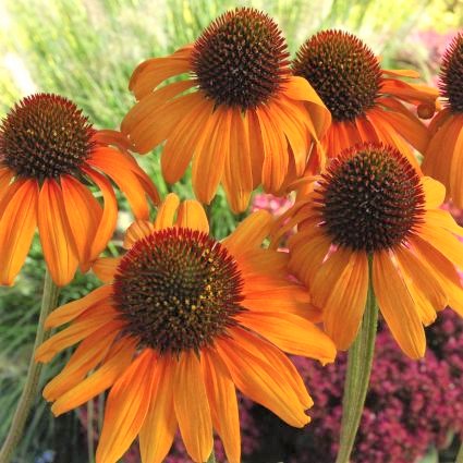 Tiki Torch Coneflower