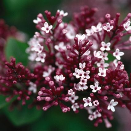 Tinkerbelle Lilac - Image 4