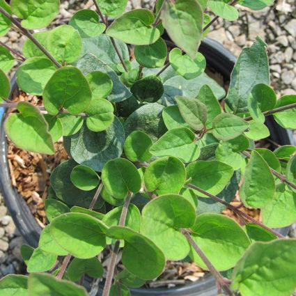 Tinkerbelle Lilac - Image 5