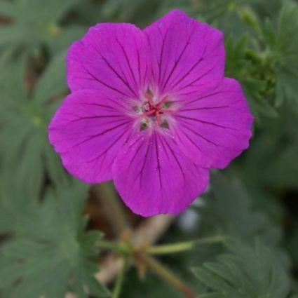 Tiny Monster Geranium