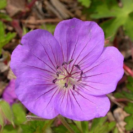 Tiny Monster Geranium - Image 4