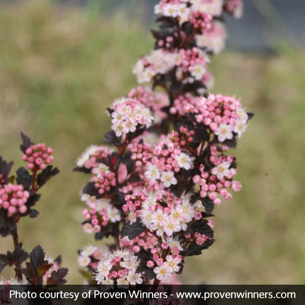 Tiny Wine® Ninebark - Image 3