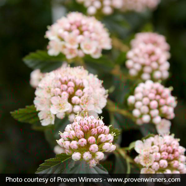 Tiny Wine® Ninebark - Image 4